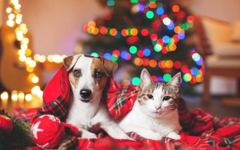 The Perfect Christmas Gifts for Your Dog or Cat