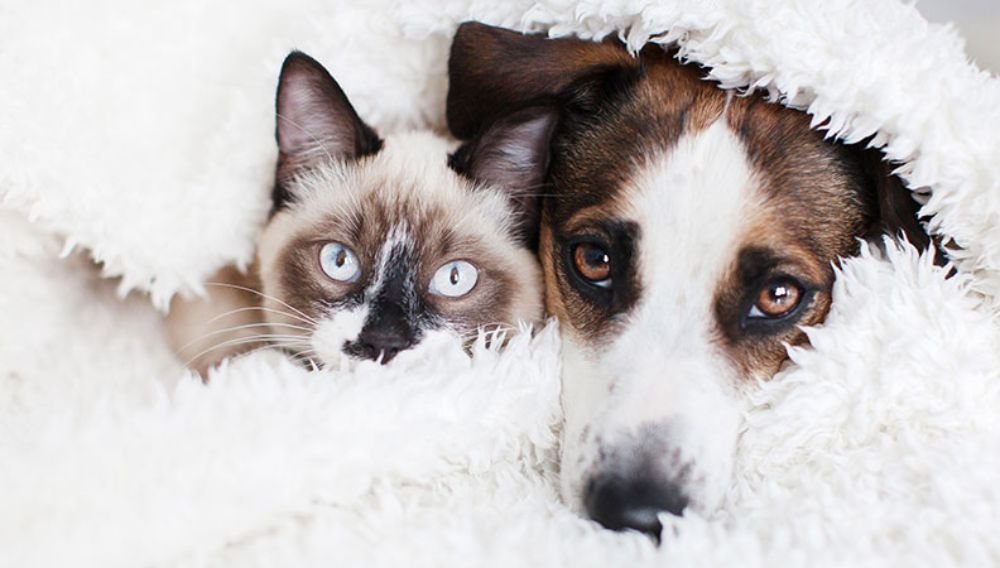 Winter Care Tips — Keeping Your Dog or Cat Warm and Healthy