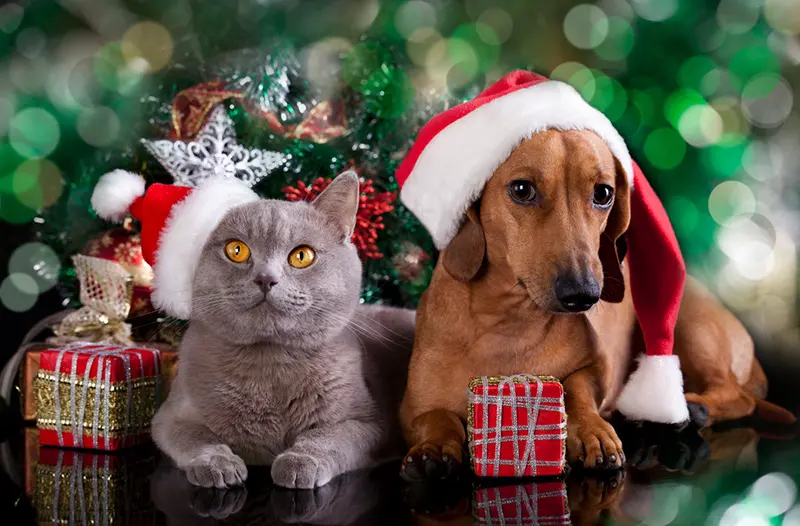 Keeping Your Pets Safe This Christmas — Holiday Hazards to Avoid
